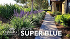 Super Blue Liriope Muscari - 10 Live Plants - Evergreen Ground Cover Grass