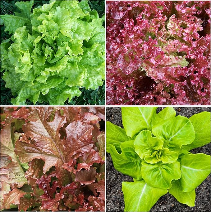Seed Needs Lettuce Seeds Variety Pack for Planting a Collection of 8 Individual Varieties - Packets Includes Romaine, Iceberg, Oakleaf, Lollo Rosso and More
