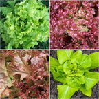Seed Needs Lettuce Seeds Variety Pack for Planting a Collection of 8 Individual Varieties - Packets Includes Romaine, Iceberg, Oakleaf, Lollo Rosso and More
