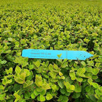 Blueberry Plant Emerald Live for Sale (4 Pack) | Easy to Grow Plants | Edible Fruit Plant for Sustainable Living | Grow Your own Food on Your Edible Organic Garden | Live for Planting | No Seeds