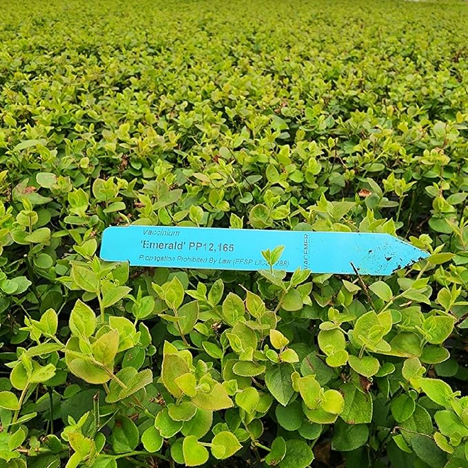 Blueberry Plant Emerald Live for Sale (4 Pack) | Easy to Grow Plants | Edible Fruit Plant for Sustainable Living | Grow Your own Food on Your Edible Organic Garden | Live for Planting | No Seeds