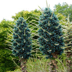 10+ Blue Sapphire Tower Plant Seeds (Puya Alpestris), Rare & Exotic Flowering Cactus, Perennial, Hardy, Pollinators Friendly -QAUZUY GARDEN