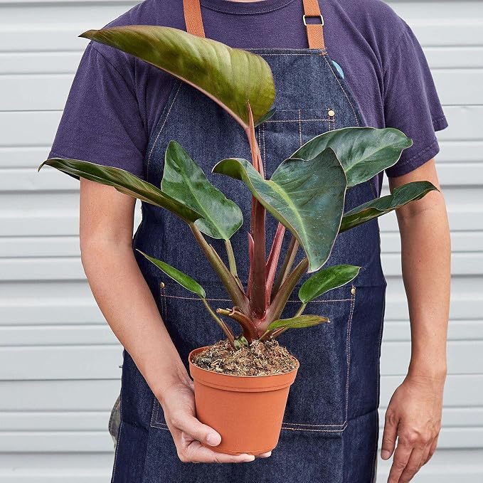 Philodendron Congo Rojo Live Plant for Indoor | Different Houseplants in 4'' & 6'' Pot | Real House Plant for Living Room, Office, Desk & Bathroom | Congo Rojo