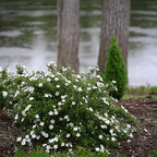 Proven Winners Happy Face White Potentilla (Dasiphora fruticosa) Live Plant, 4.5" Qt, 4 Pack