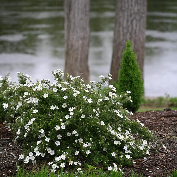 Proven Winners Happy Face White Potentilla (Dasiphora fruticosa) Live Plant, 4.5" Qt, 4 Pack