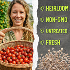 Seed Needs Tiny Tim Tomato Seeds for Planting Dwarf Cherry Tomatoes - Non-GMO Heirloom & Untreated Veggie Seed to Plant a Home Grown Outdoor Vegetable Garden (1 Pack)