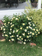 RedCrocus 'Popcorn Drift' Landscape Rose- Fragrant, Disease-Resistant Pink Blooms for Garden & Container, Pollinator-Attracting, Pet Safe Plant 3 Gallon