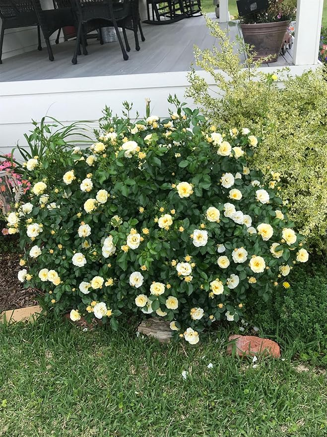 RedCrocus 'Popcorn Drift' Landscape Rose- Fragrant, Disease-Resistant Pink Blooms for Garden & Container, Pollinator-Attracting, Pet Safe Plant 3 Gallon