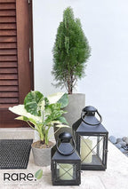 Nature's Way Farms, Alocasia Dawn Variegated, Rare Plant Collection, Live Plant (18-24 in. Tall) in Grower Pot