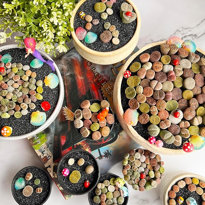Lithops Random Mix Rare Live Succulent Plants, 30/50/100 Pcs Succulent Live Plant, Bare Root Without Pot Soil, Garden Indoor Office, Friend Plant Lovers Gifts (Normal 50pcs)
