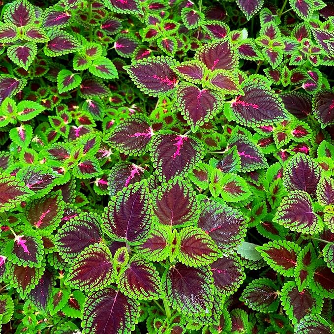 CarpetC 100+ Coleus Rainbow Seeds for Planting, Perennial Colorful Foliage Shade Plant, Plectranthus scutellarioides for Home Containers and Garden Borders