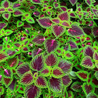 CarpetC 100+ Coleus Rainbow Seeds for Planting, Perennial Colorful Foliage Shade Plant, Plectranthus scutellarioides for Home Containers and Garden Borders