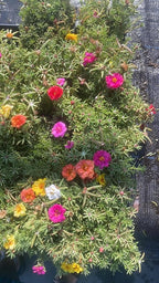 Portulaca Moss Rose Mix, 4 Pack Live Plants, Multi-Color Summer Blooming Flowers, 6 Inches Height. California Delivery