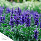 Live Salvia - Blue - Beautiful Upright Perennial - Healthy Spring Plant - 12" Tall by 6" Wide in 2.5 Qt Pot