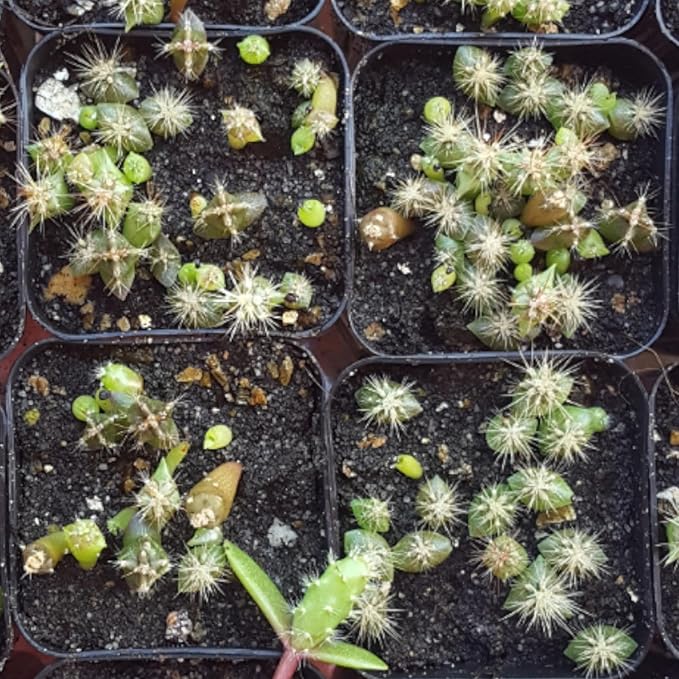 Seed Needs, Mixed Cacti/Cactus Seeds - 130 Seeds for Planting - Great Plants for Indoor Office Spaces, Easy to Grow (1 Pack)