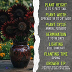 Seed Needs Sunflower Seeds for Planting Chocolate/Italian White Sunflowers - Heirloom & Open Pollinated Helianthus Seed Collection to Plant a Butterfly Garden (2 Packs)