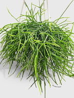 Rhipsalis Cashero Mistletoe Cactus-Large - Live Plant Easy Care, Low Maintenance for Home Decor - Air Purification Houseplant