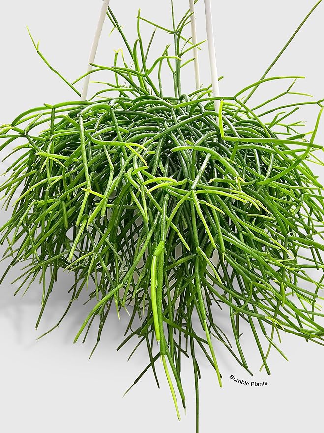Rhipsalis Cashero Mistletoe Cactus-Large - Live Plant Easy Care, Low Maintenance for Home Decor - Air Purification Houseplant