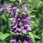 Seed Needs Bee Balm Seeds for Planting a Collection of Monarda Flowers - Heirloom & Open Pollinated Flower Seed to Plant an Outdoor Butterfly Garden (Includes Wild Bergamot, Horsemint & Lemon Mint)