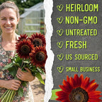 Seed Needs Sunflower Seeds for Planting Red Sun Sunflowers - Heirloom & Open Pollinated Annual Flowering Plants to Grow a Butterfly Garden to Attract Pollinators (5 Packs)