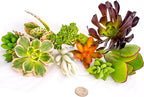 FATPLANTS 10 Living Succulent Cuttings
