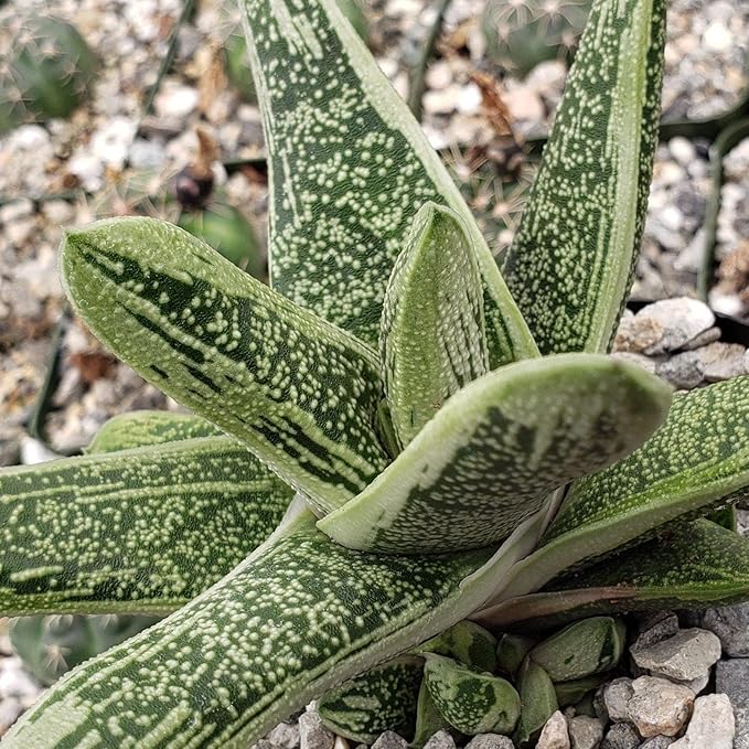 Gasteria Little Warty Cacti Cactus Succulent Real Live Plant