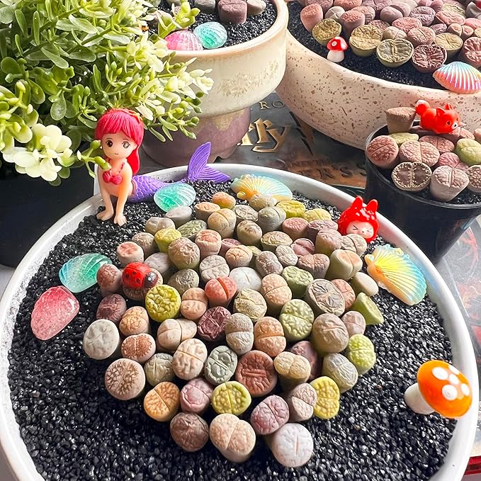 Lithops Random Mix Rare Live Succulent Plants, 30/50/100 Pcs Succulent Live Plant, Bare Root Without Pot Soil, Garden Indoor Office, Friend Plant Lovers Gifts (Large 50pcs)