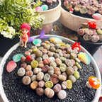 Lithops Random Mix Rare Live Succulent Plants, 30/50/100 Pcs Succulent Live Plant, Bare Root Without Pot Soil, Garden Indoor Office, Friend Plant Lovers Gifts (Normal 30pcs)