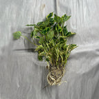Chalily Chameleon Plant, a Great Live Pond Plant for Your Water Garden. Filters The koi and Goldfish Pond. Good for Bogs, Plant Shelf or Shallow Water This marginal Aquatic is a Real Beauty