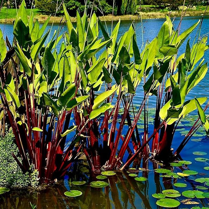 Red Stem Canna a Great Live Pond Plant for Your Water Garden. Filters koi and Goldfish Ponds. Good for Bogs, Plant Shelf or Shallow Water This marginal Aquatic is a Real Beauty