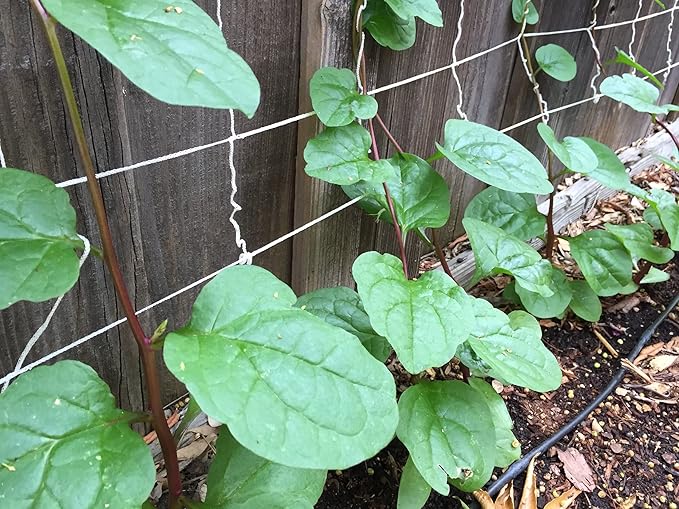 Gaea's Blessing Seeds - Red Malabar Spinach Seeds - Non-GMO Seeds with Easy to Follow Planting Instructions - Heirloom Red Stemmed Malabar - 93% Germination Rate