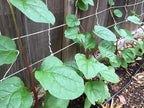 Gaea's Blessing Seeds - Red Malabar Spinach Seeds - Non-GMO Seeds with Easy to Follow Planting Instructions - Heirloom Red Stemmed Malabar - 93% Germination Rate