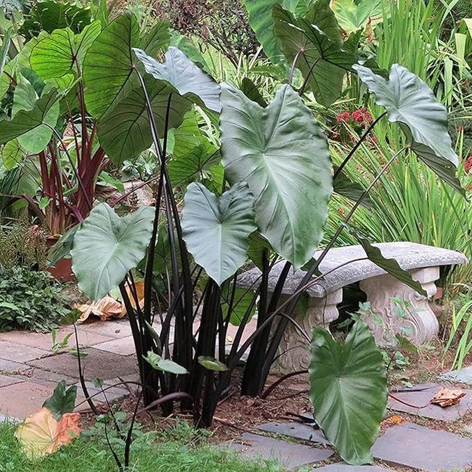 Chalily Violet Stemmed Taro, a Great Live Pond Plant for Your Water Garden. Filters The koi and Goldfish Pond. Good for Bogs, Plant Shelf or Shallow Water This marginal Aquatic is a Real Beauty