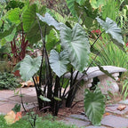 Chalily Violet Stemmed Taro, a Great Live Pond Plant for Your Water Garden. Filters The koi and Goldfish Pond. Good for Bogs, Plant Shelf or Shallow Water This marginal Aquatic is a Real Beauty