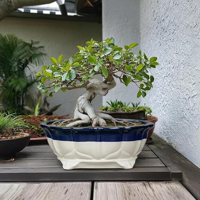 Ceramic Bonsai Tree Pots - 13.2 Inch Succulent Pots with Drainage Hole, Large Succulent Planters for Indoor Outdoor Plants, Shallow Bonsai Planter, House Decor, Gardening Gift, Oval Beige-Blue