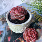 Echeveria Snow Lotus Rare Live Succulent Plants, 1 Head 2.5" Bare Root Without Pot & Soil, Garden Indoor Office Desk Baby Shower Decoration, Friend Plant Lovers Gifts
