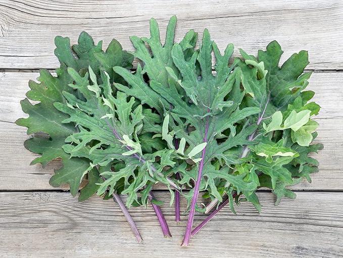 Gaea's Blessing Seeds - Kale Seeds - Red Russian - Non-GMO Seeds with Easy to Follow Planting Instructions - Open Pollinated - Untreated - 94% Germination Rate
