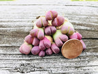 Pack of 3 Live Rare Exotic Lithops Optica cv. Rubra 1-2 Years Old Living Stone Seedling Rare Purple Lithops Collector Item (Smaller Species of Lithops Check Size)