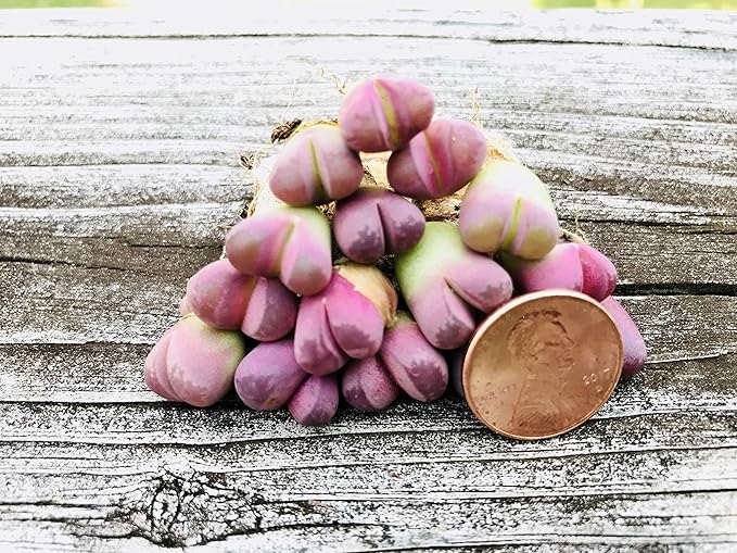 Pack of 3 Live Rare Exotic Lithops Optica cv. Rubra 1-2 Years Old Living Stone Seedling Rare Purple Lithops Collector Item (Smaller Species of Lithops Check Size)