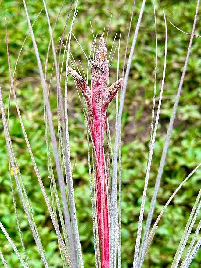 ragnaroc Air Plants - Tillandsia Juncea, Jumbo 8-12" - 1ct - Live Arrival Guaranteed - House Plants for Home Decor & Gift