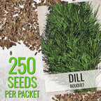 Seed Needs Cilantro & Dill Seeds for Planting Fresh Kitchen Herbs - Non-GMO Heirloom & Untreated Perennial Herb Seed to Plant a Culinary Garden Indoors or Outdoors (2 Pack Duo)