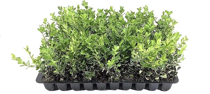 Japanese Boxwood - 10 Live Plants - 2" Pot Size - Buxus Microphylla - Fast Growing Cold Hardy Formal Evergreen Shrub