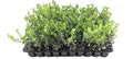 Japanese Boxwood - 10 Live Plants - 2" Pot Size - Buxus Microphylla - Fast Growing Cold Hardy Formal Evergreen Shrub