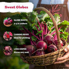 KVITER 600 Detroit Dark Red Beet Seeds (Beta vulgaris) - Known As Beet Root, Tender & Sweet 2-3" Red Beets - Non Gmo & Heirloom Vegetable Seeds For Planting Outdoors in Garden, Raised Beds, Containers
