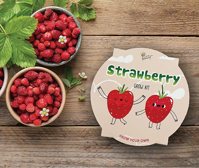 BUZZY Seeds Sage Green Painted Basin Strawberry Grow Kit, Indoor Fruit Plant Starter, Fun DIY Gardening Gift, Grow Your Own Snack, Party Favor or Valentine Gift