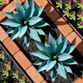 Ttranewsoo Fake Plants Artificial Agave Plants 13.8" Large UV Resistant Fake Agave Planters for Indoor and Outdoor Decorating Tropical Plant Succulents Greenery Indoor Decor (Blue) 2Pack