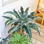 Catch a Wave Mangave, Live Plant in 3" Grower Pot, Easy Care, Houseplant