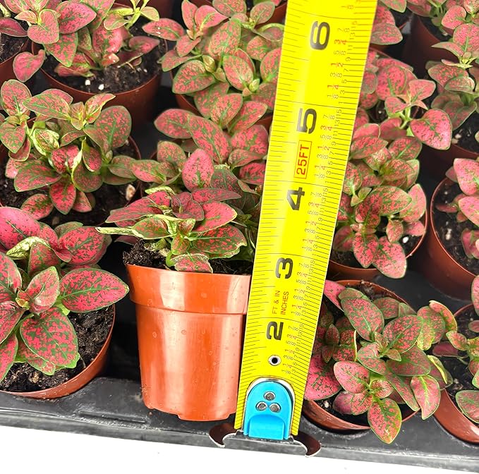Hypoestes Red Splash Air Purifying Houseplants, 2" Pot