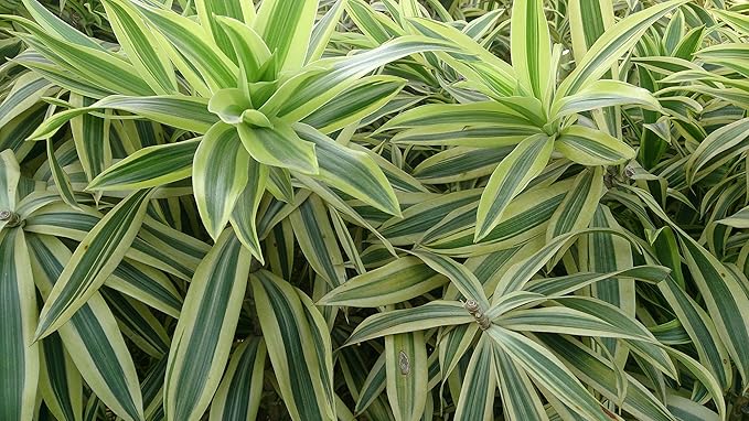 Song of India Plant - 5 Live Plants in 6 Inch Pots - Dracaena Reflexa - Beautiful Easy to Grow Air Purifying Indoor Plant