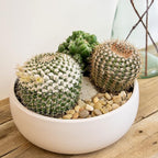 Altman Plants, Assorted Cactus Plants Live Plants (3PK), Cactus Plant Live Succulents Plants Live Cactus Decor, Indoor Plants Live House Plants in Cactus Soil, Live Cacti Plants Live Succulent Plants